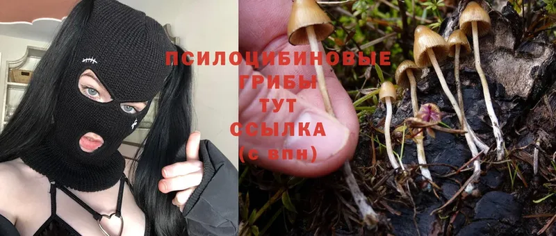 как найти закладки  Амурск  Галлюциногенные грибы Psilocybine cubensis 